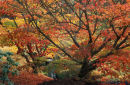 Wakehurst autumn tree